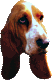 A Basset hound's head