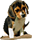 A Beagle puppy